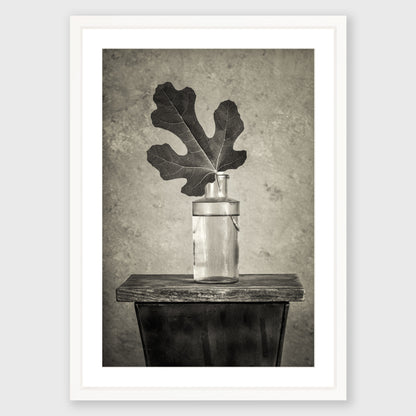 Fig Leaf 12