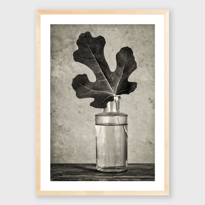 Fig Leaf 13