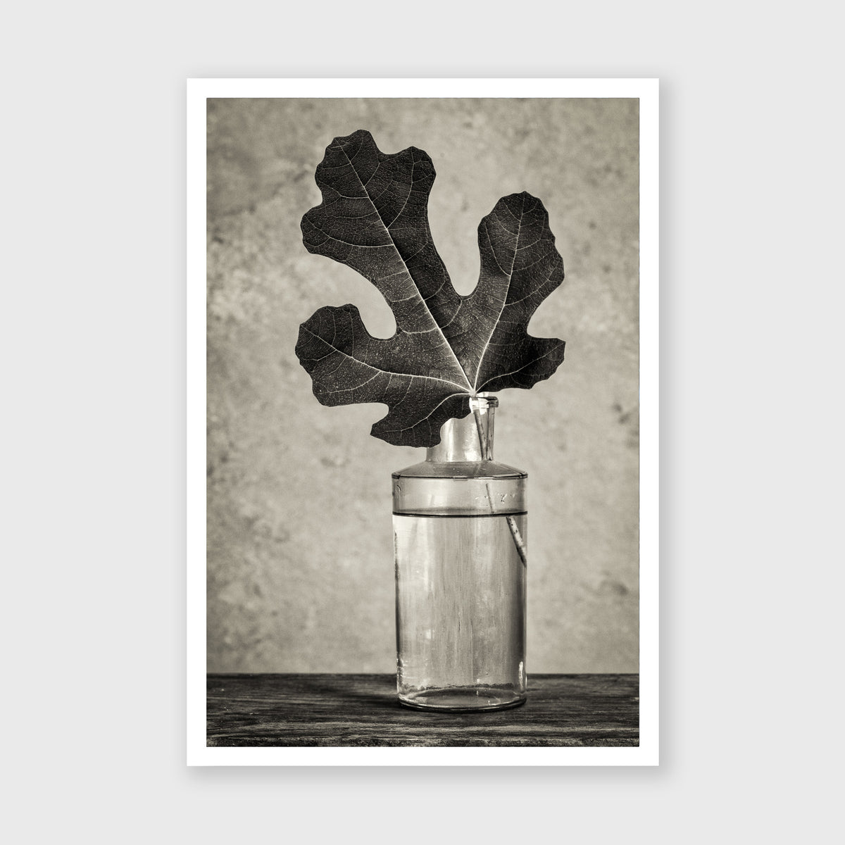 Fig Leaf 13