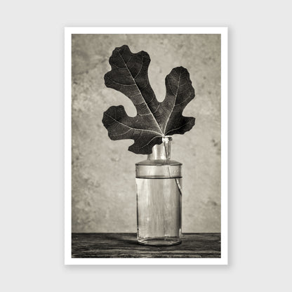Fig Leaf 13