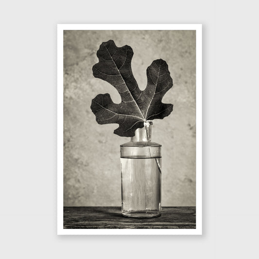 Fig Leaf 13