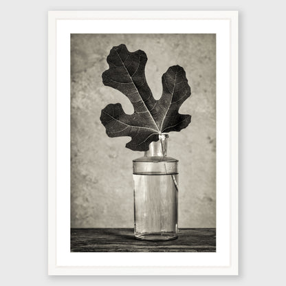 Fig Leaf 13