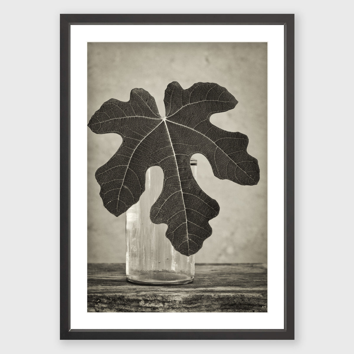Fig Leaf 14