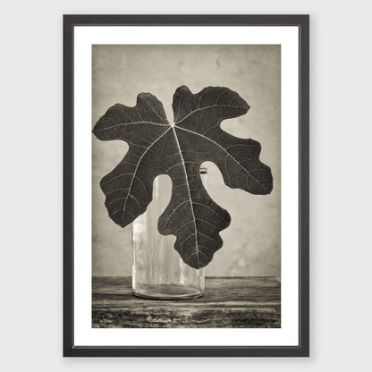 Fig Leaf 14