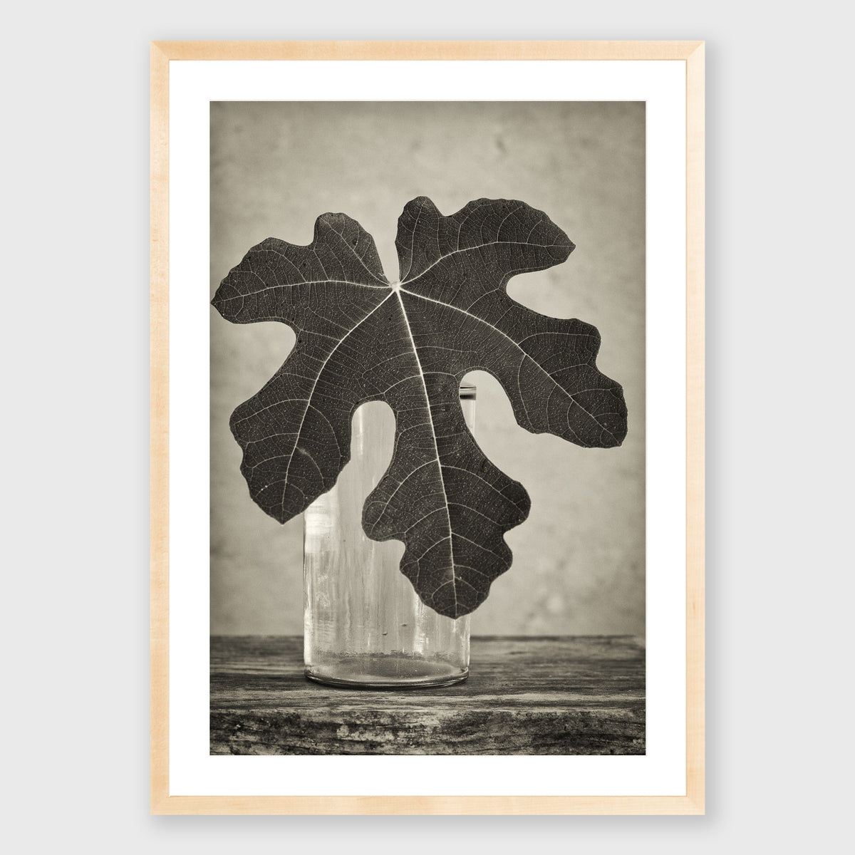 Fig Leaf 14