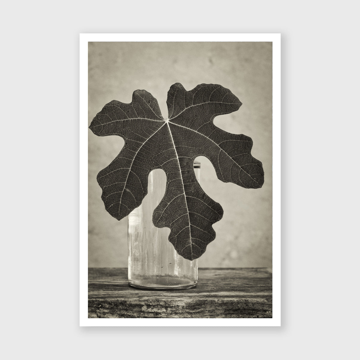 Fig Leaf 14