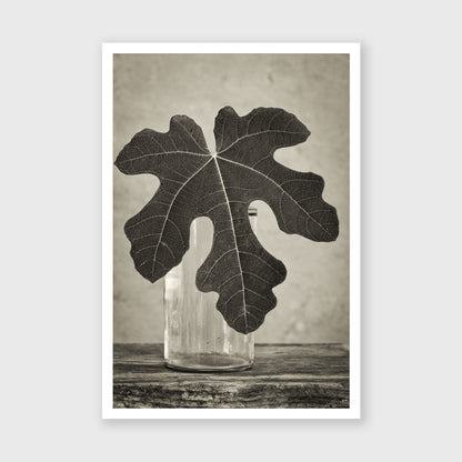 Fig Leaf 14