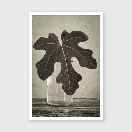 Fig Leaf 14