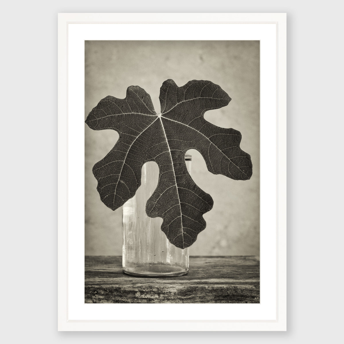 Fig Leaf 14