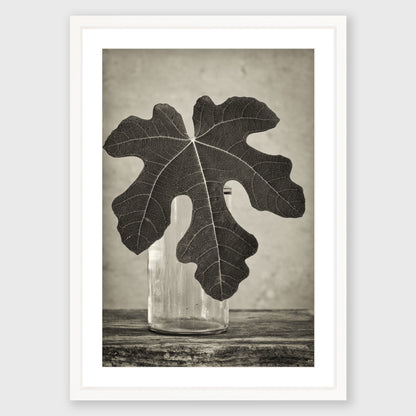 Fig Leaf 14