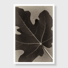 Load image into Gallery viewer, Fig 2

