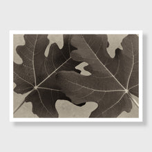 Load image into Gallery viewer, Fig 8
