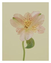 Load image into Gallery viewer, Floral
