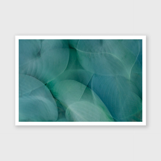 Hosta Blur 1