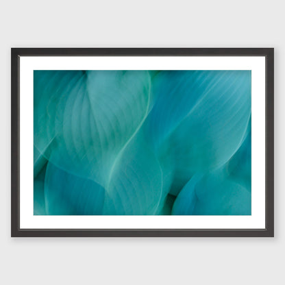Hosta Blur 2