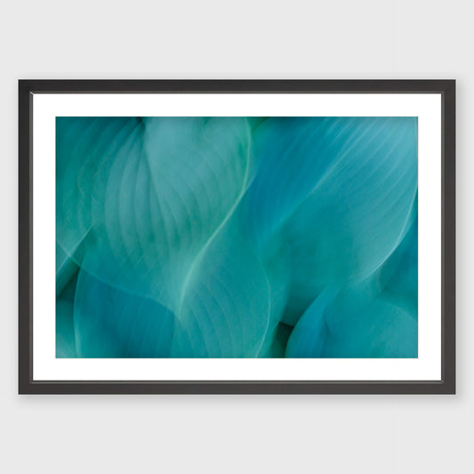 Hosta Blur 2