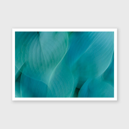 Hosta Blur 2