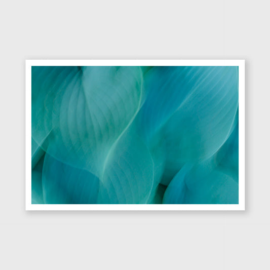 Hosta Blur 2