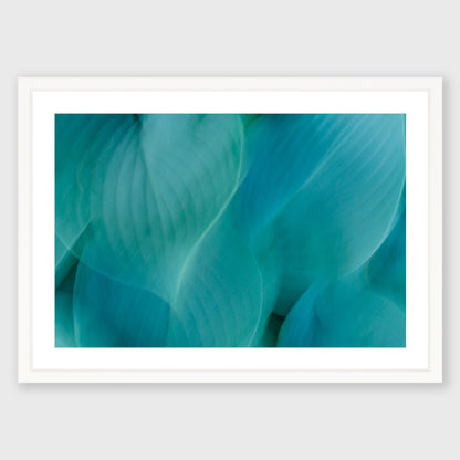 Hosta Blur 2