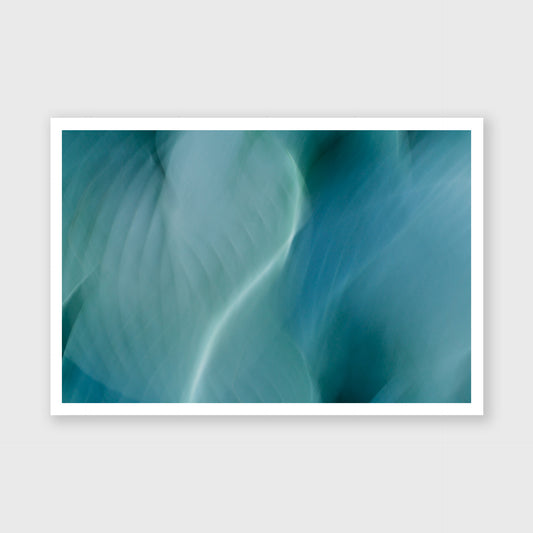 Hosta Blur 3