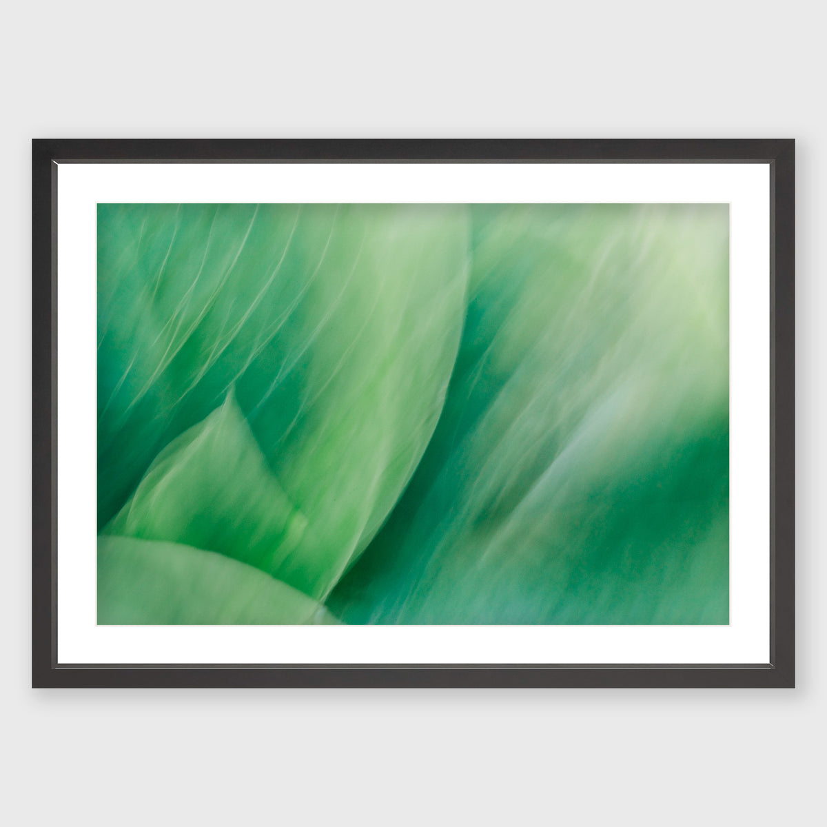 Hosta Blur 4