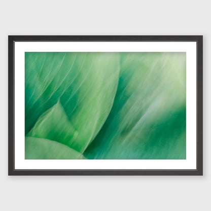 Hosta Blur 4
