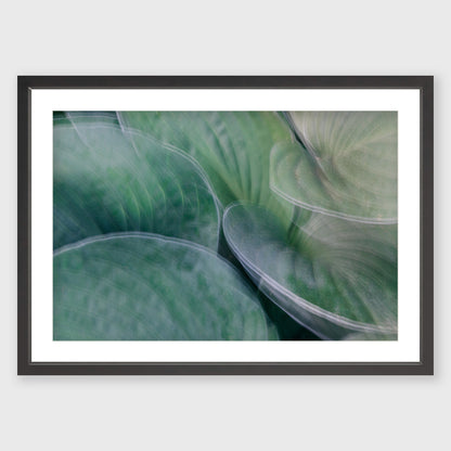Hosta Blur 5