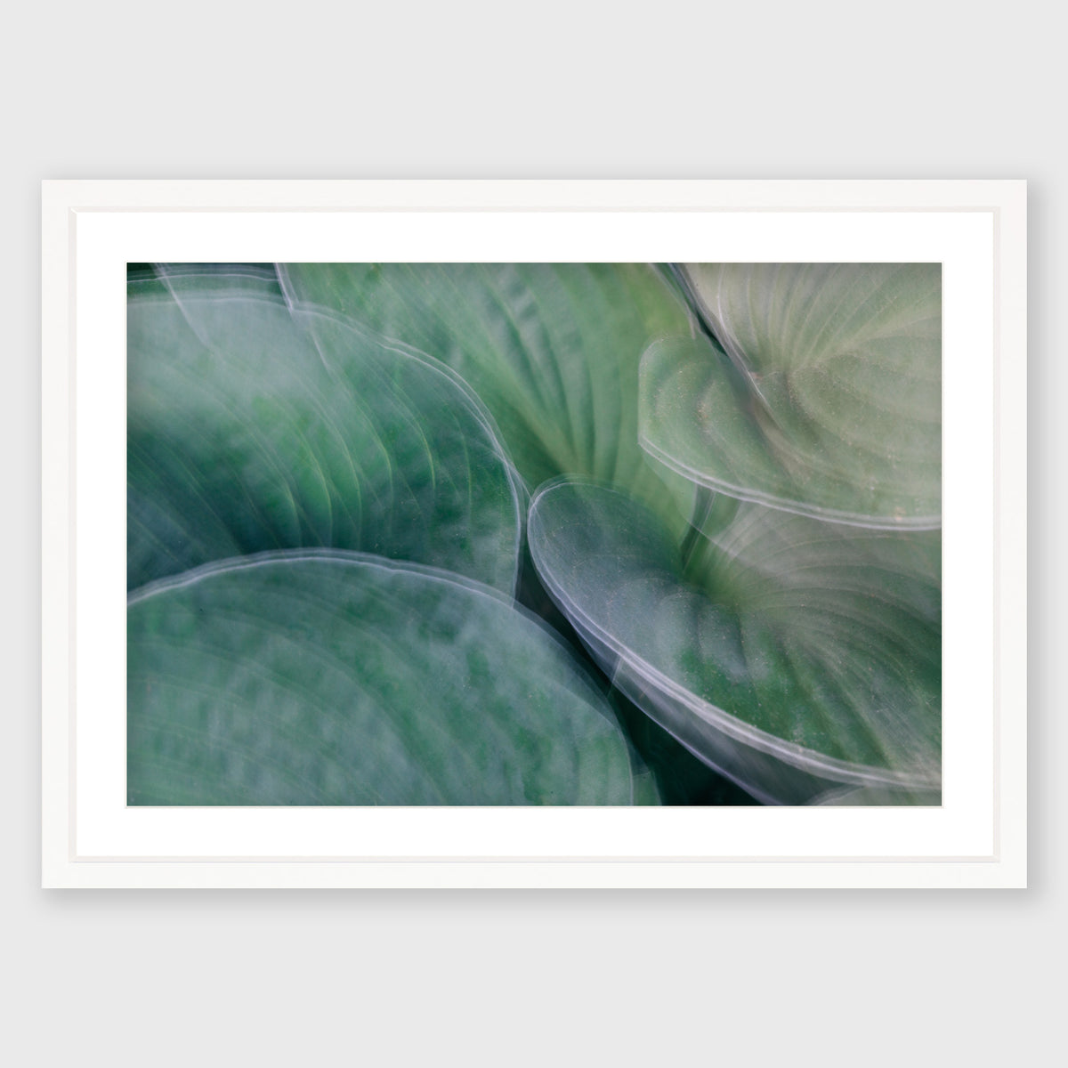 Hosta Blur 5