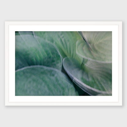 Hosta Blur 5