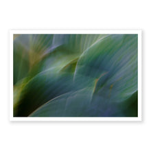 Load image into Gallery viewer, Hosta 1

