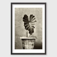 Load image into Gallery viewer, Solo Elephant Ear
