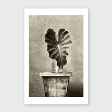Load image into Gallery viewer, Solo Elephant Ear
