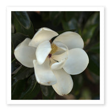 Load image into Gallery viewer, Magnolia
