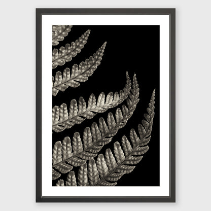 Fern Study 3