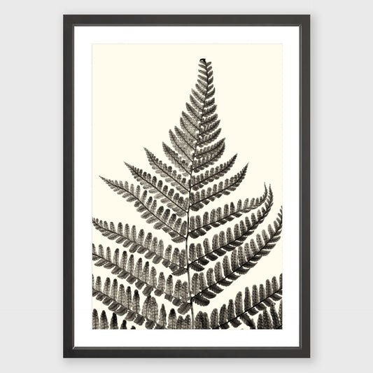Fern Study 1