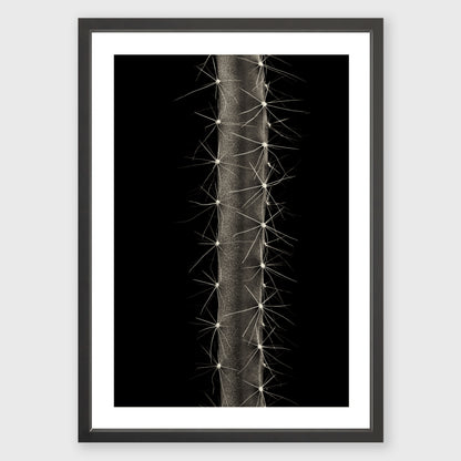 Dog Tail Cactus