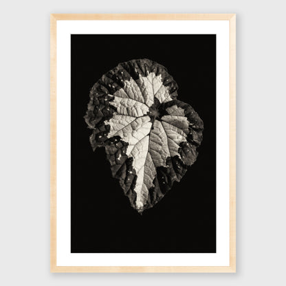 Begonia Rex