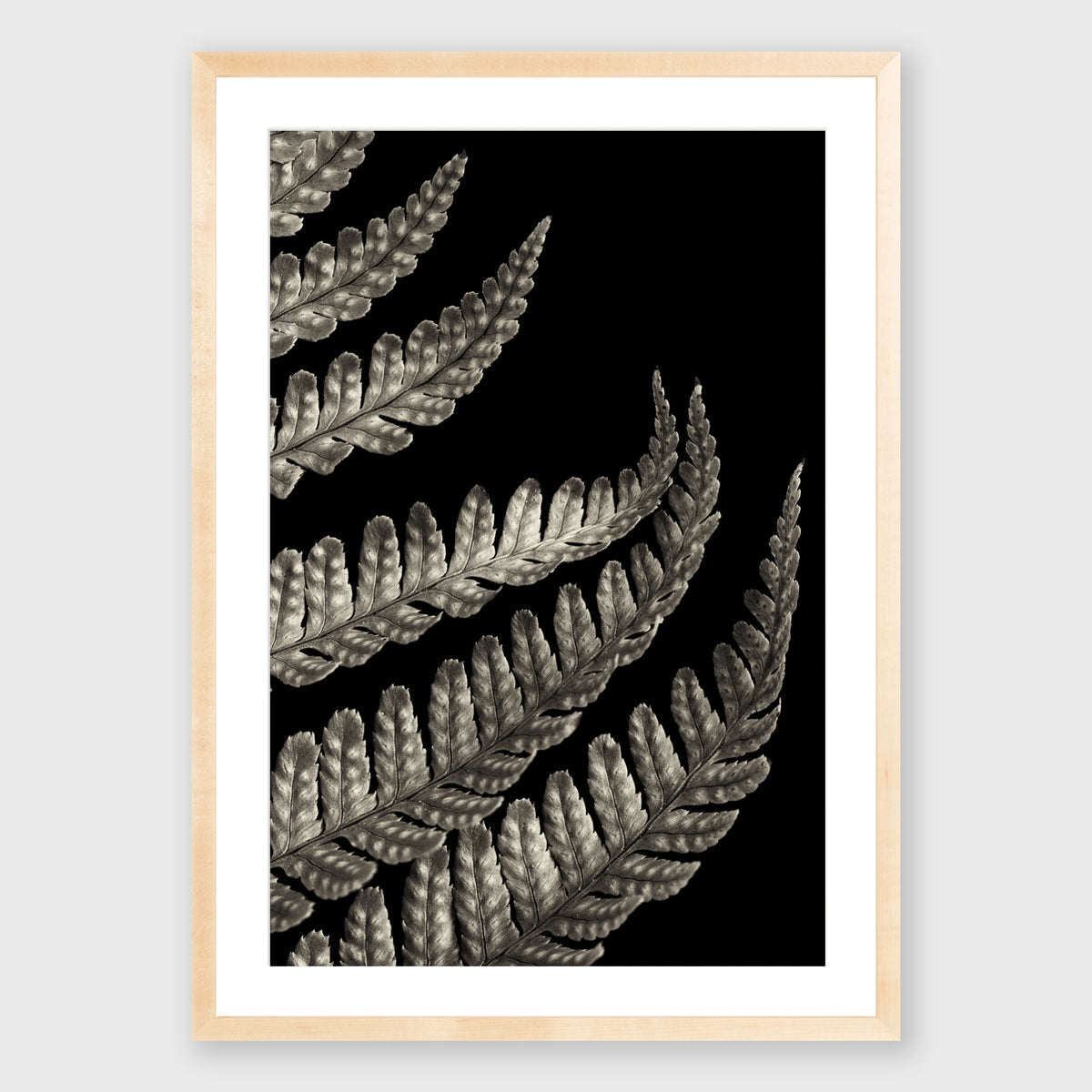 Fern Study 3