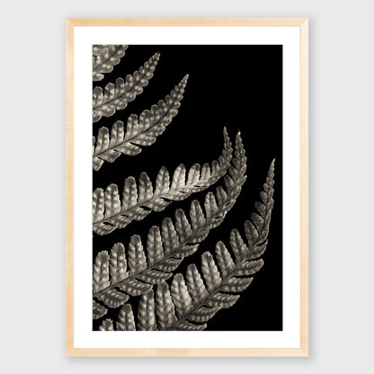 Fern Study 3