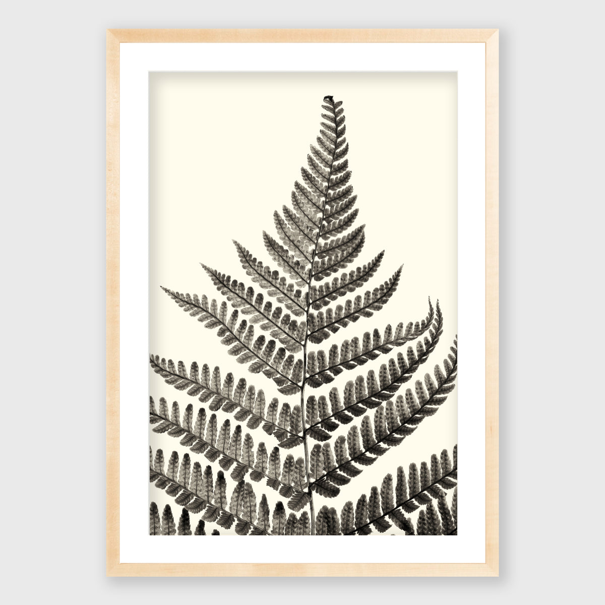 Fern Study 1