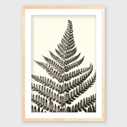 Fern Study 1