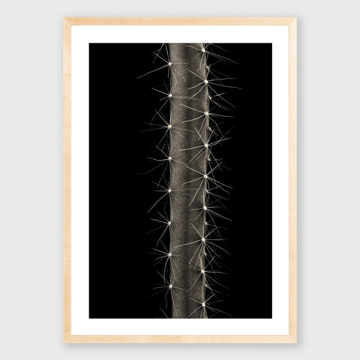 Dog Tail Cactus