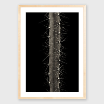 Dog Tail Cactus