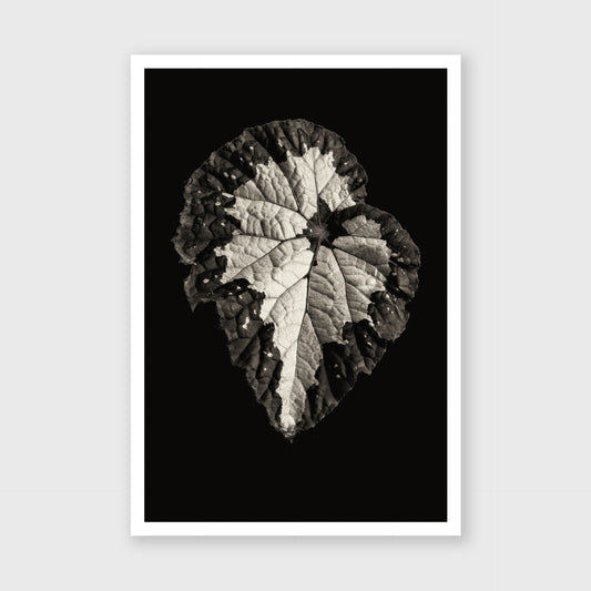 Begonia Rex