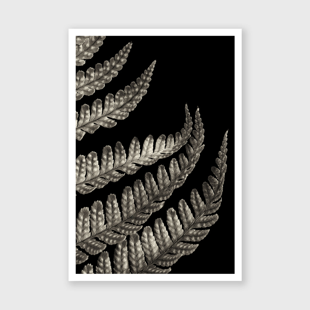 Fern Study 3