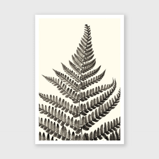 Fern Study 1