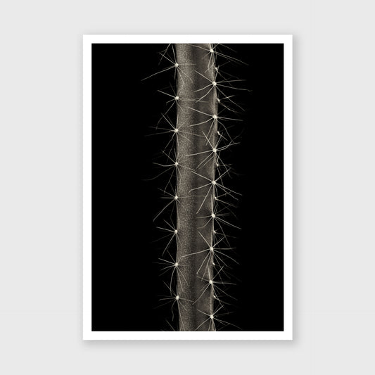 Dog Tail Cactus