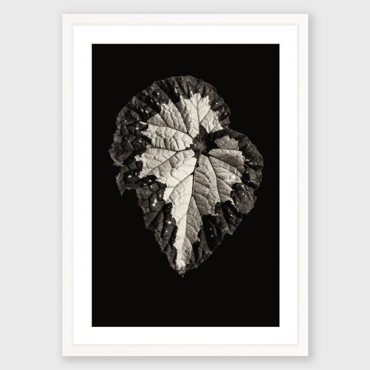 Begonia Rex