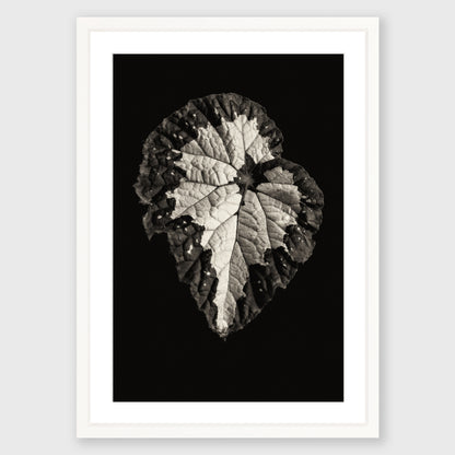 Begonia Rex