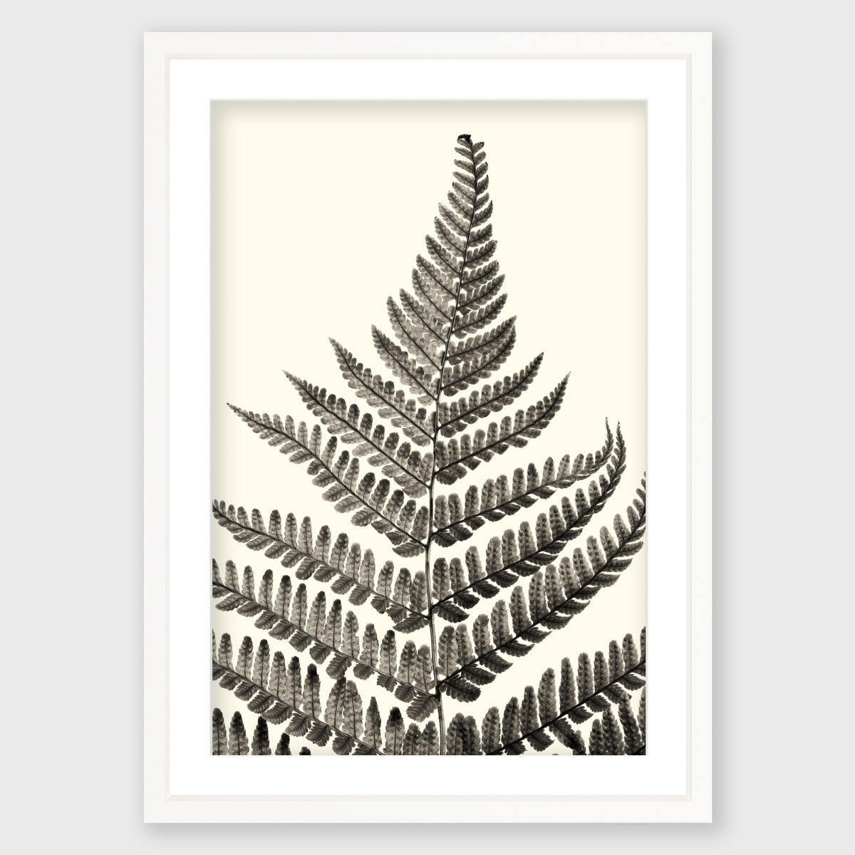 Fern Study 1